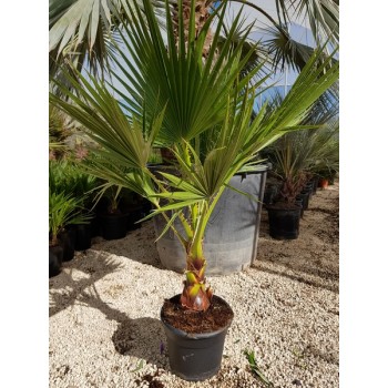 Washingtonia robusta 10 lt -5º/-8º